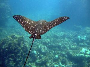 Spotted eagle ray, like we saw in Coco Cay. Credit to Wikimedia for the photo.