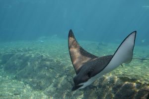 Spotted eagle ray, showing it's large head. Credit to Wikimedia for the photo.