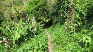 The hiking trail in a rare level place