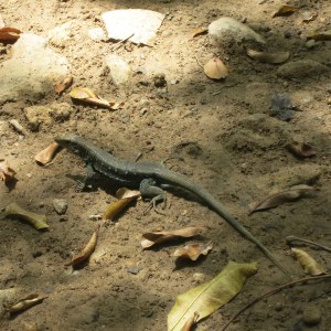 These lizards are all over the place here