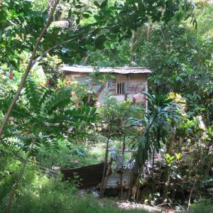 A typical house in the bush made of what materials are available
