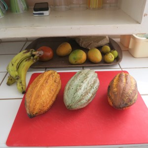 The cacao pods we brought home