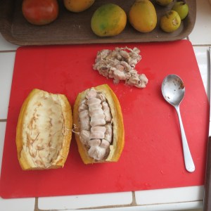 A cacao pod sliced open with the seeds inside. In the upper right are the seeds of another pod.