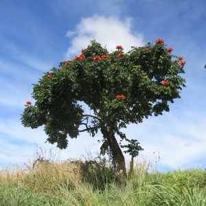 A flowering tree. These were all over the north of the island.