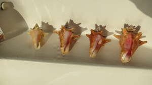 Conch shells we found on the beach in BVI