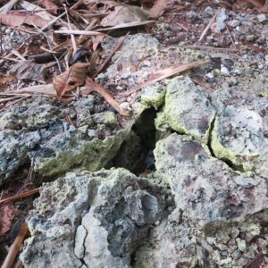 A steaming sulphur vent, you could not hold your hand directly over it or it would burn.
