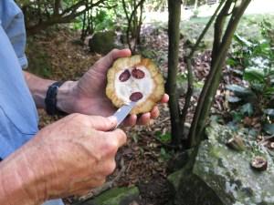 Cutting up a cacao pod trailside.
