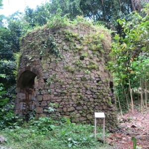 Ruins of a windmill at Bois Cotlette. They harnessed the windmill to squeeze the juice out of sugarcane. Note the cacao tree on the right.