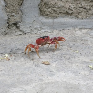 These land crabs are everywhere in Dominica. They are mostly nocturnal so this was a rare daylight sighting. This guy was about six inches across.