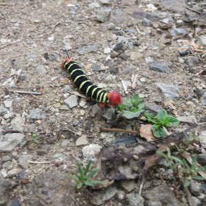 Four-inch caterpillar we commonly saw eating