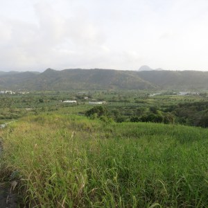 Just south of Marigot lies the Roseau Valley with more flat land and big agriculture (all bananas) than was apparent in Dominica