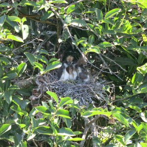 This nest was about 6 feet from a boardwalk in a local nature preserve