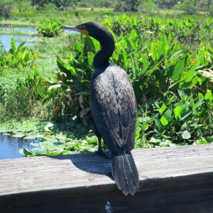 The wildlife at a local nature preserve was nonplussed by proximity to humans