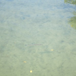 Can you spot the barracuda?
