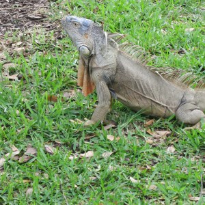 This iguana was in a park in downtown Fort Lauderdale