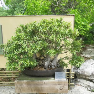 One of the bonsai trees at Morakami. A few were 400 years old.