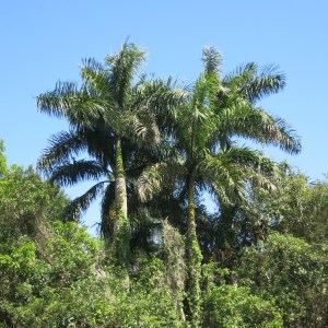 Royal palms are prolific native species in S Florida. They are also commonly planted in landscaping