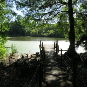 The approach to a sinkhole in Fakahatchee Strand filled with alligators
