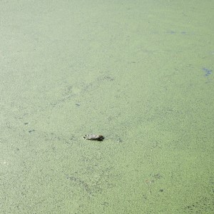 Can you spot the alligator?