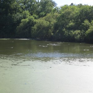 The bumps you see are the eyes of alligators