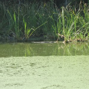 The largest alligator in the Fakahatchee sinkhole was at least 12 feet