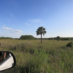Classic grassy marsh with scattered palms