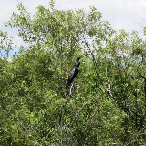 Can you spot the bird?