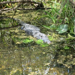 In Everglades National Park, the alligators can be found right on the edge of the trail