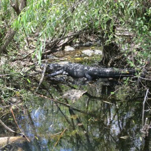 Can you spot the resting alligator?