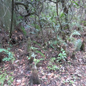 Can you spot the cypress knees? Cypress trees put up these odd growths; it is assumed they help stabilize the tree in the event of strong winds and soaked earth.