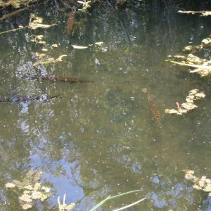 Can you spot the gar fish?