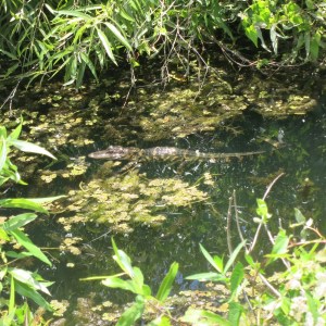 Can you spot the baby alligator?