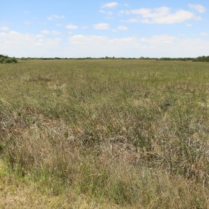 Sawgrass prairie in S. Florida