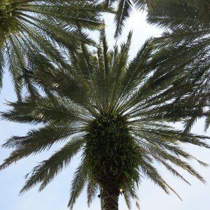 Palms make lovely patterns and their trunks often are a host to multiple other plants.