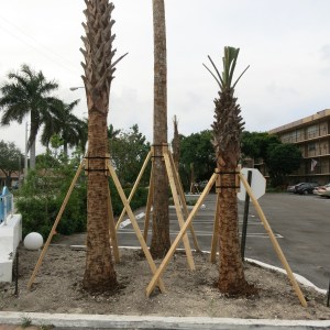 Many palms here are supported like this. They plant large trees by paring down the trunk, cutting a small circular root mass, and propping up the trees. We have seen thousands of these.