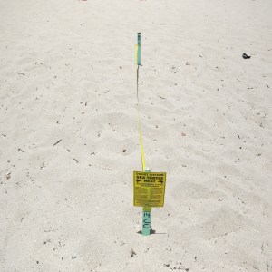 Five types of sea turtles nest on the Florida coast between May and October. Each nest is marked to keep people away from it.
