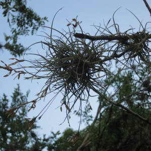 Wild airplants are common here  but still feel like a miracle to discover. This one was right above the sidewalk and in full bloom.