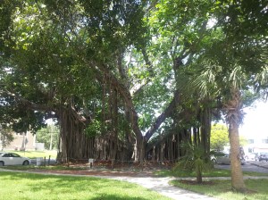 Banyan tree in St Pete.