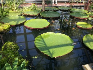 Brooklyn Botanic Garden is full of amazing plants