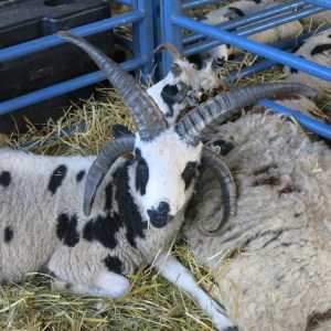 Four-horned sheep seen at the Ulster County Fair