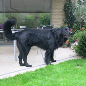 Bokito, our hosts' dog