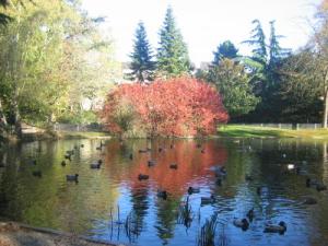 Ducks at Belle Isle park.