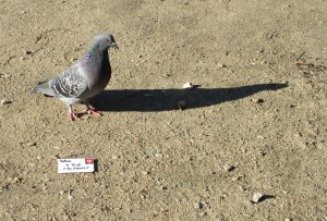 Special delivery, 'Par Pigeon!'