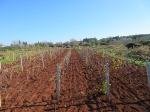 Fertile red soil on Šolta, here growing grapes.