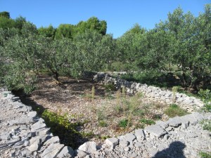 The soil is fertile but very rocky so the land is cleared and rocks stacked, often in small walls, like around these olive trees.