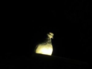 A pigeon got into the cellars and took up residence on top of one of the lights. He may be channeling pagan religious practices.
