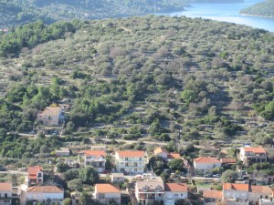 If you look between the olive trees you can see the rows of stacked rocks that both terraced the hill and cleared the land enough to farm it. Korčula Island.