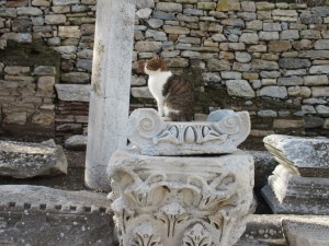 A majestically posed cat.