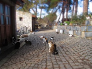 Stray cats at Ephesus.