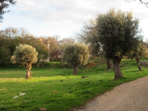 Olive trees get pruned for decades to keep all the limbs in easy reach. Over time, you get fat gnarled trunks on what look like small trees.
